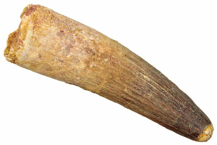 Fossil Spinosaurus Tooth - Real Dinosaur Tooth #249498